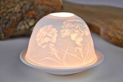 Starlight Nr.72 Bartnelke, Nelke - 1