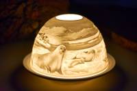 Starlight Nr.276 Robben